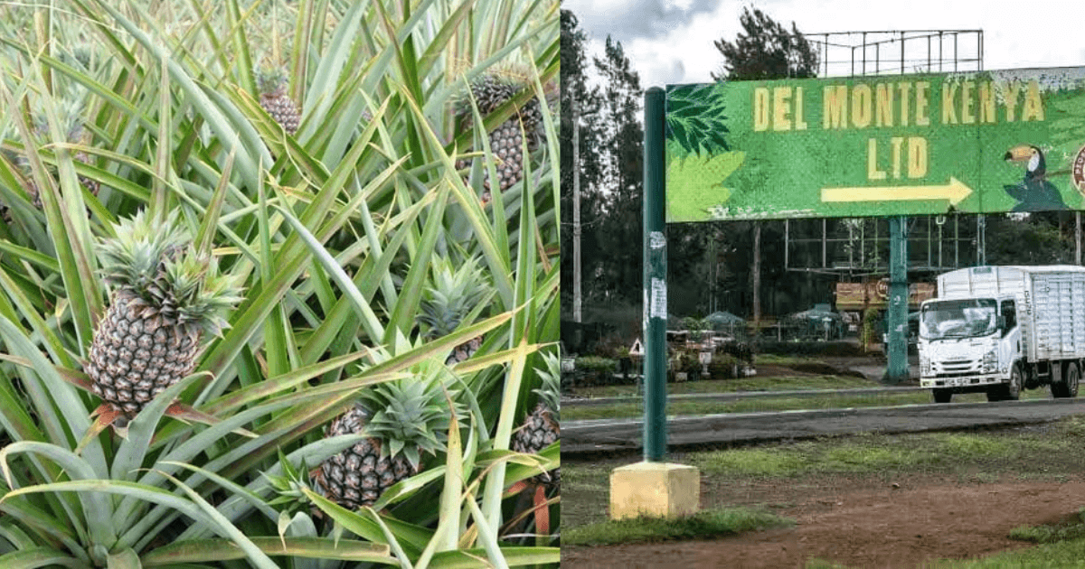 CAK approves Del Monte to acquire Mananasi Fibre, firm transforming pineapple waste into treasure