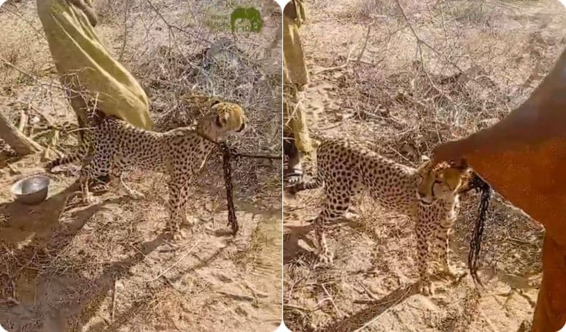 VIDEO: Garissa Woman Raises Cheetah for Two Years Before KWS Rescue Mission
