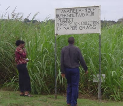 Smut disease tolerant Napier grass gives 60 per cent more yields