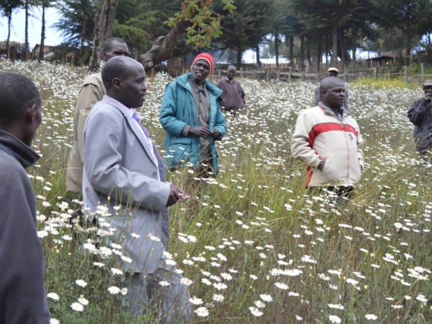 Government sets aside Sh1.5bn to revive pyrethrum farming