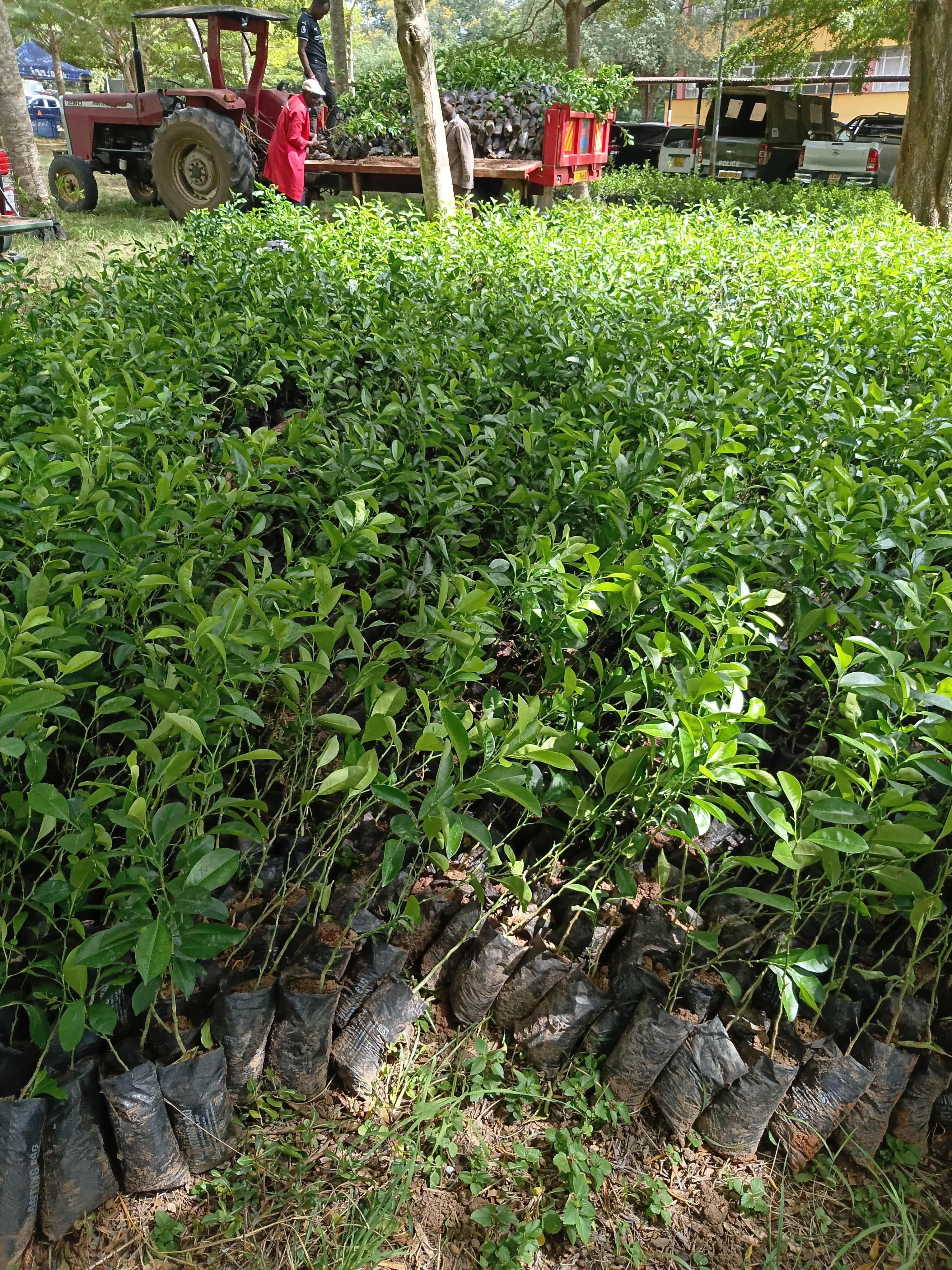 Government donates 40,000 lemon seedlings to Makueni