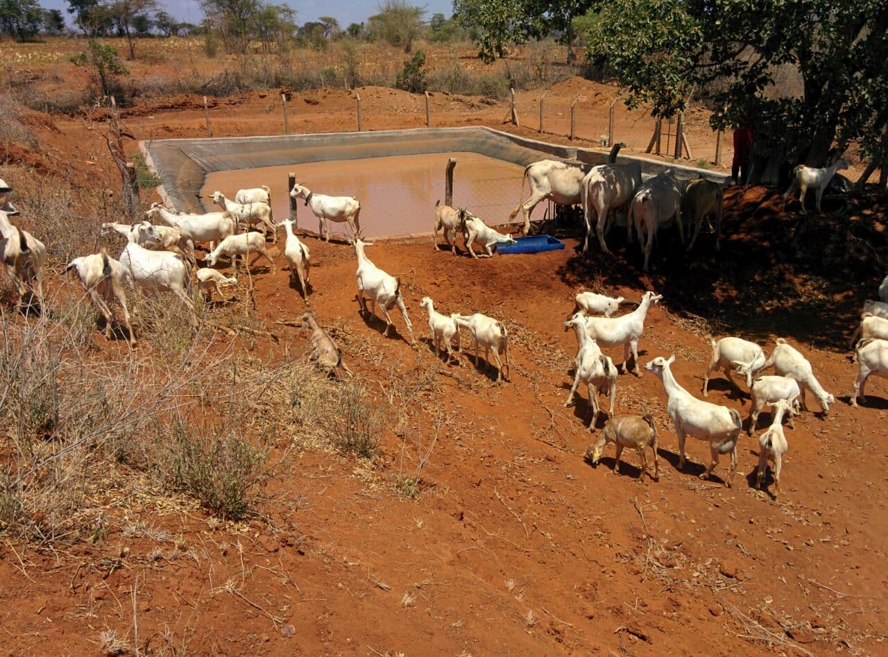 Water harvesting increases Mwingi farmer’s livestock herd