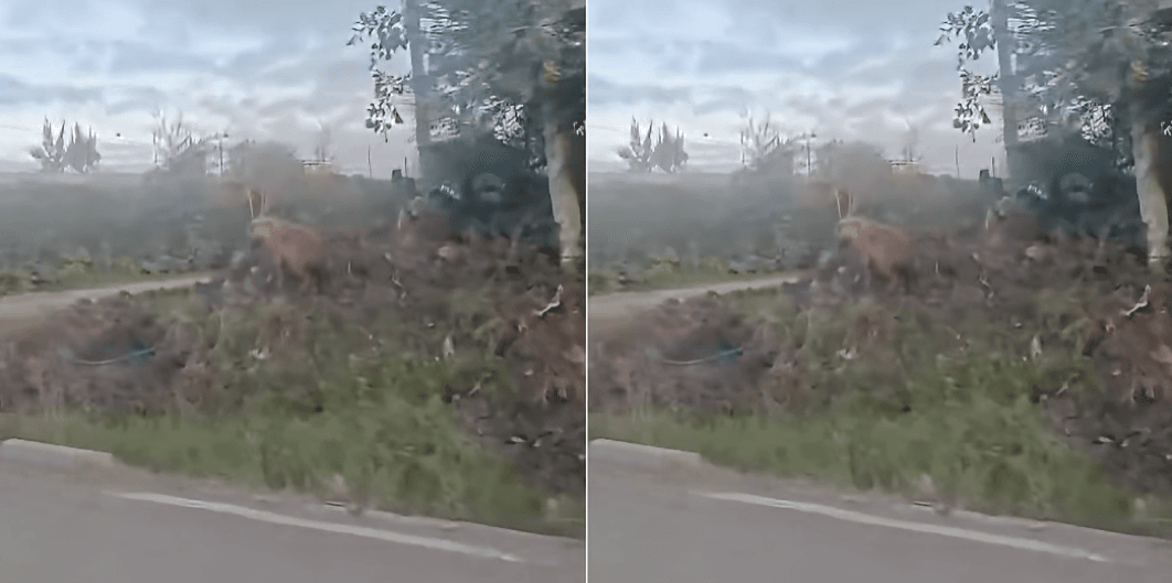 KWS Warns Residents as Hyena is Spotted Roaming in Syokimau