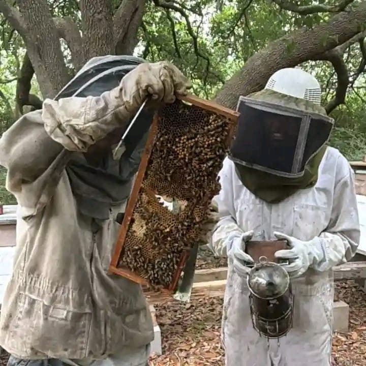 Modern beekeeping ‘sweetens’ farmers’ incomes