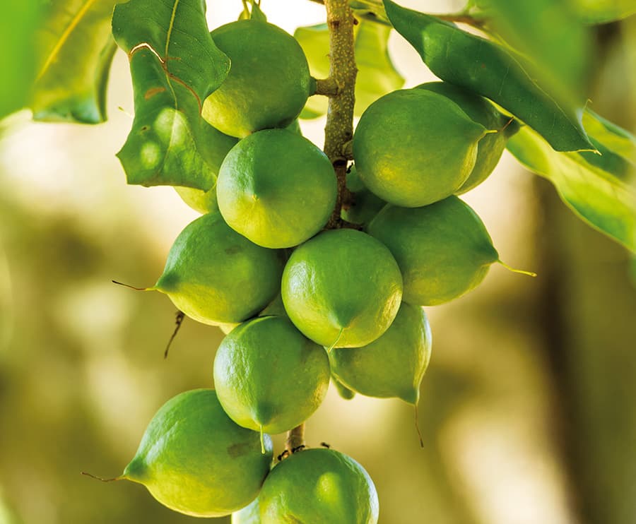 Kirinyaga County macadamia farmers up their production thanks to ready market