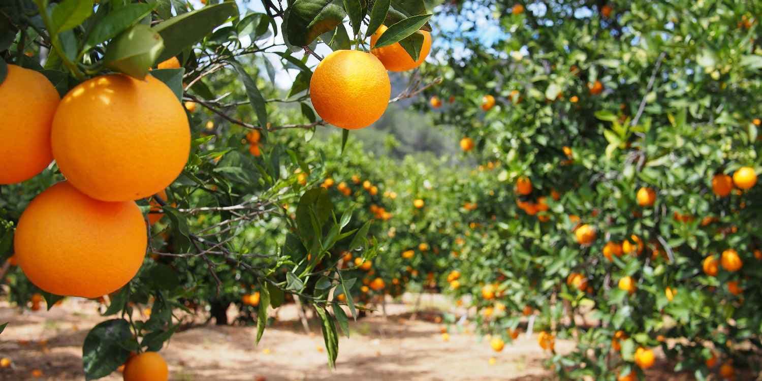 Group marketing helps Kwale citrus farmers triple income