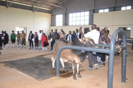 Kitale bull station can now produce enough semen to serve Kenya and neighbouring countries
