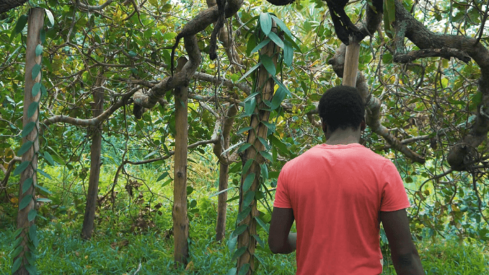Farmers’ Friend: the inside-track on growing vanilla in Kenya