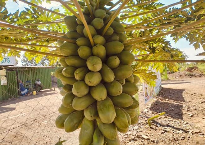 Solo Sunrise pawpaw gains popularity among farmers
