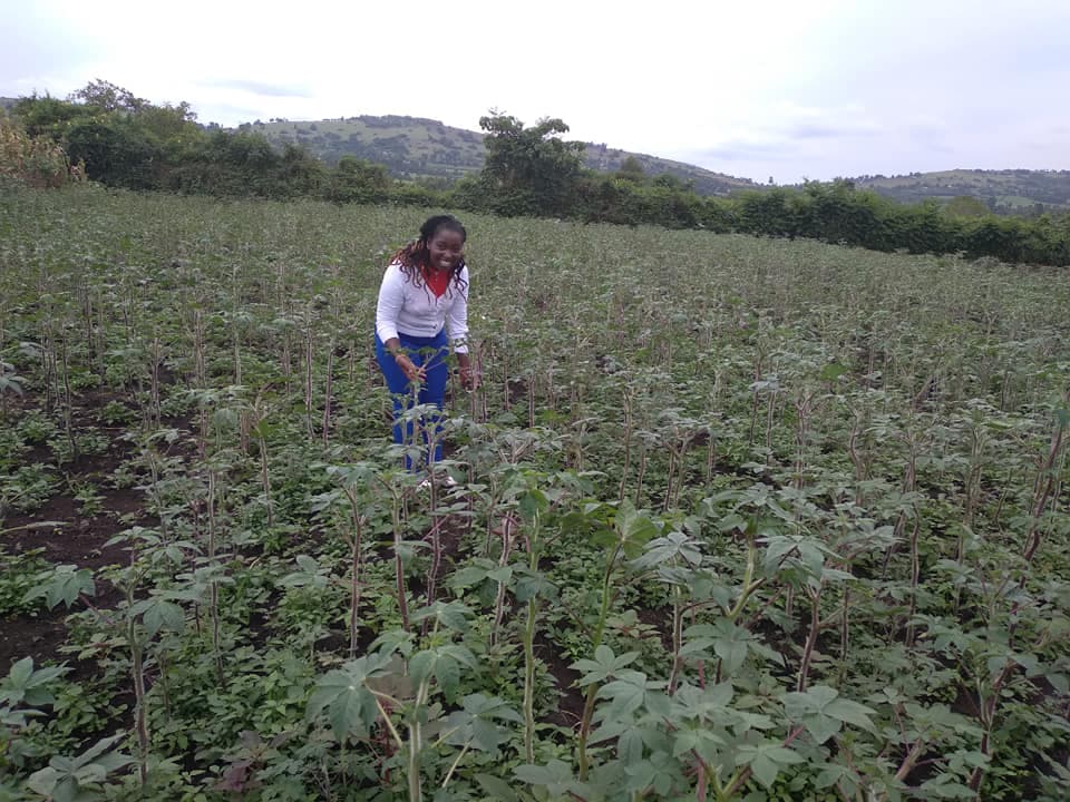 Nyamira women make Sh77K a week from spider plants