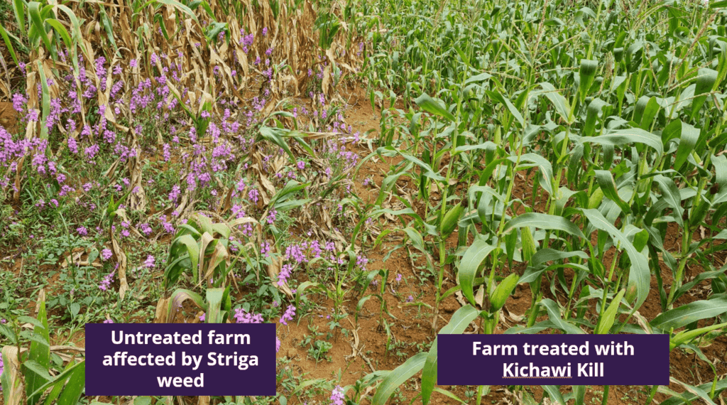 Striga defeated: 25,900 farmers eliminate killer weed with natural herbicide