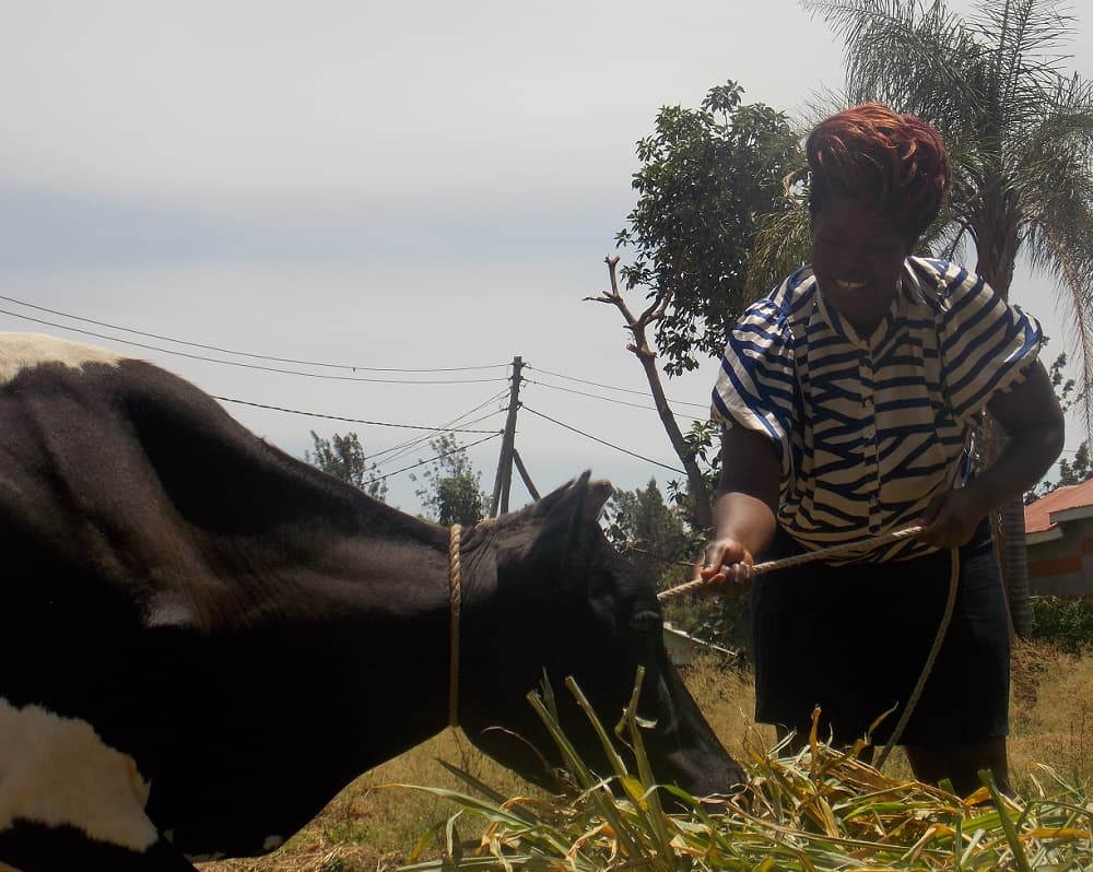 Sh37.5M project to help women dairy farmers access markets