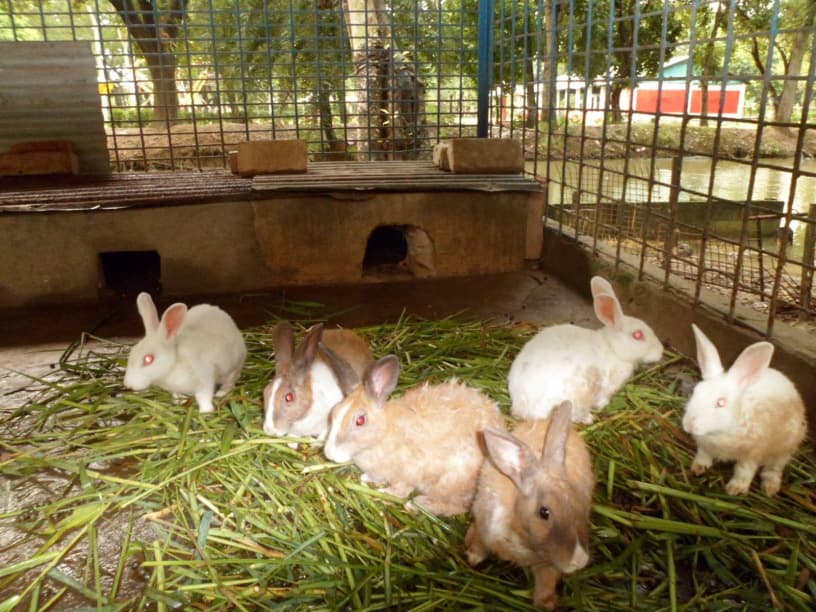 Rabbit farming provides stable income for unemployed youth