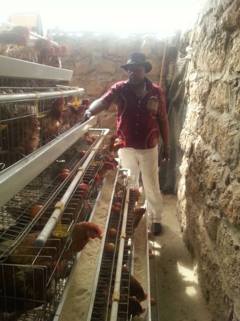 Keeping high number of chicken cuts farmer’s production cost