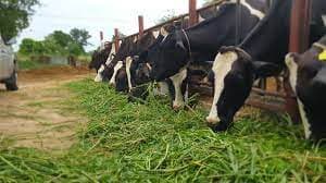 Counties assign ‘digital’ extension officers up to 10,000 farmers each