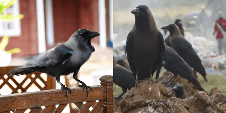 Indian House Crow: Why the Invasive Bird Is a Growing Threat in Kenya