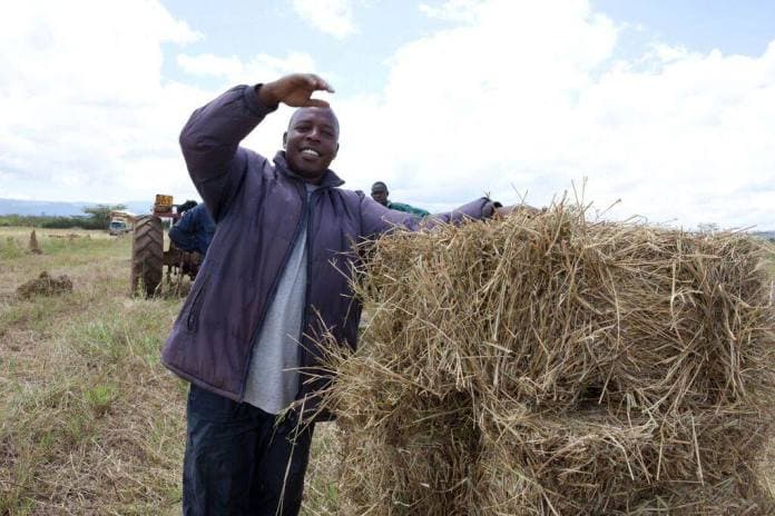 Graduate earns about Sh1m a season from hay production after leaving Sh10,000 salary job