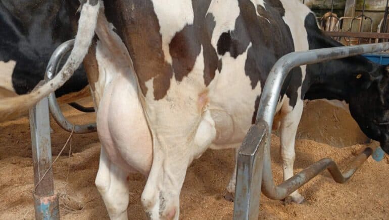 Boost for farmers as gov’t reduces cost of sexed semen from Sh4,000 to Sh1,000