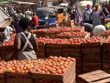Rains choke tomato supply in Kisumu