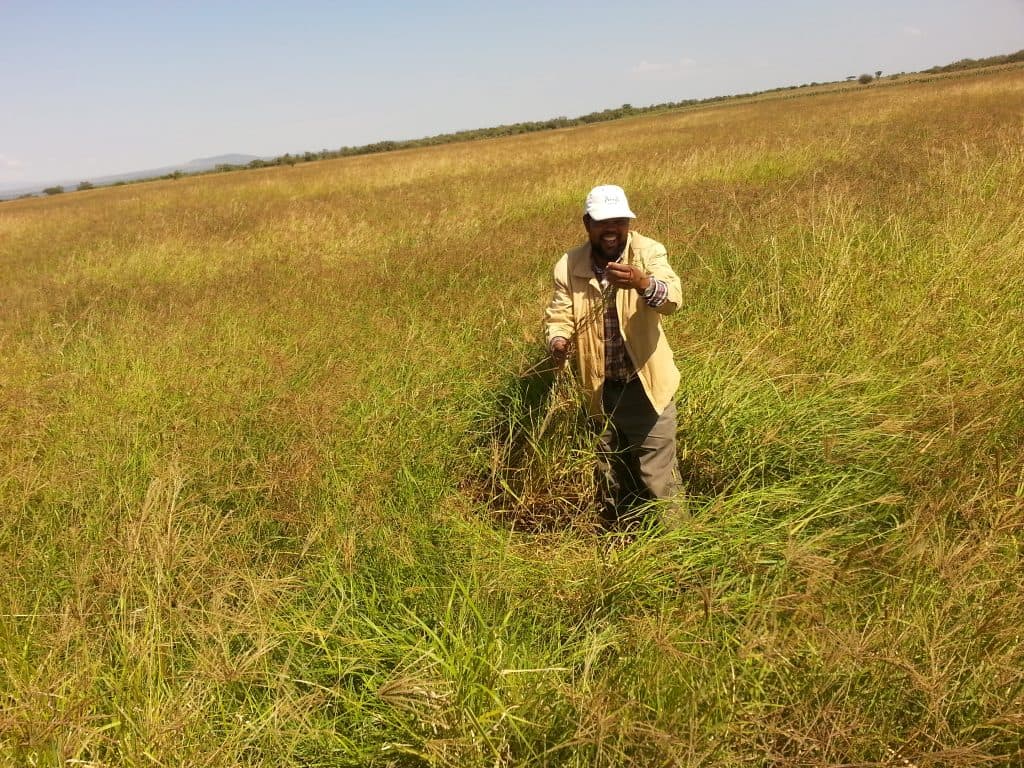 Samburu County launches pasture production project to improve farmers’ income