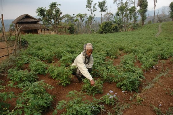 Integrated soil fertility management triples farmers’ yields