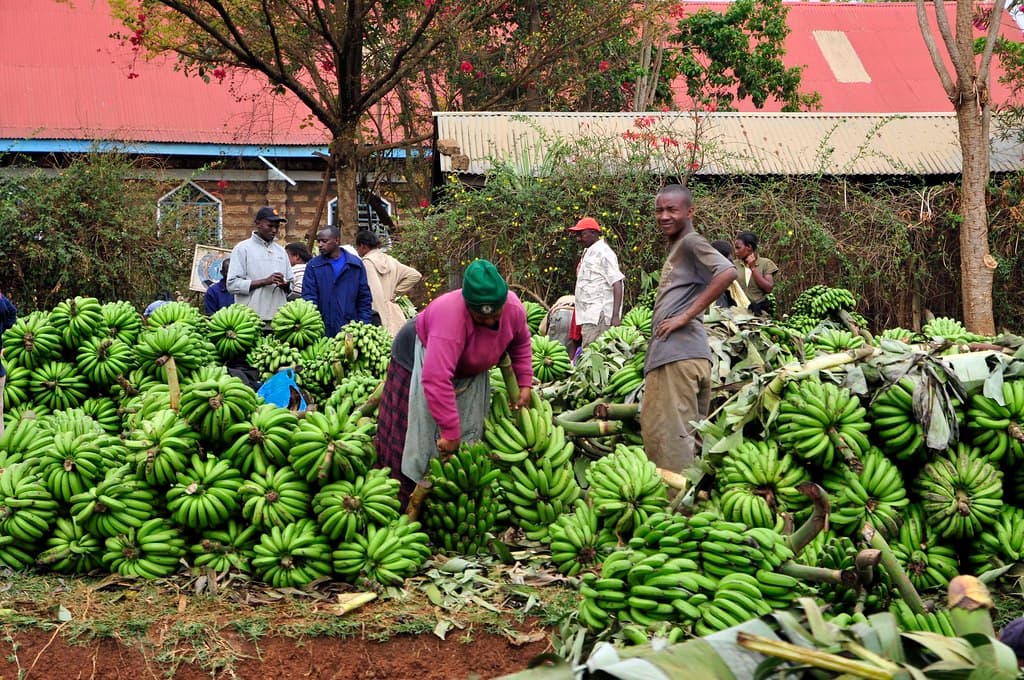 Farmers advised to identify markets before production to avoid poor prices