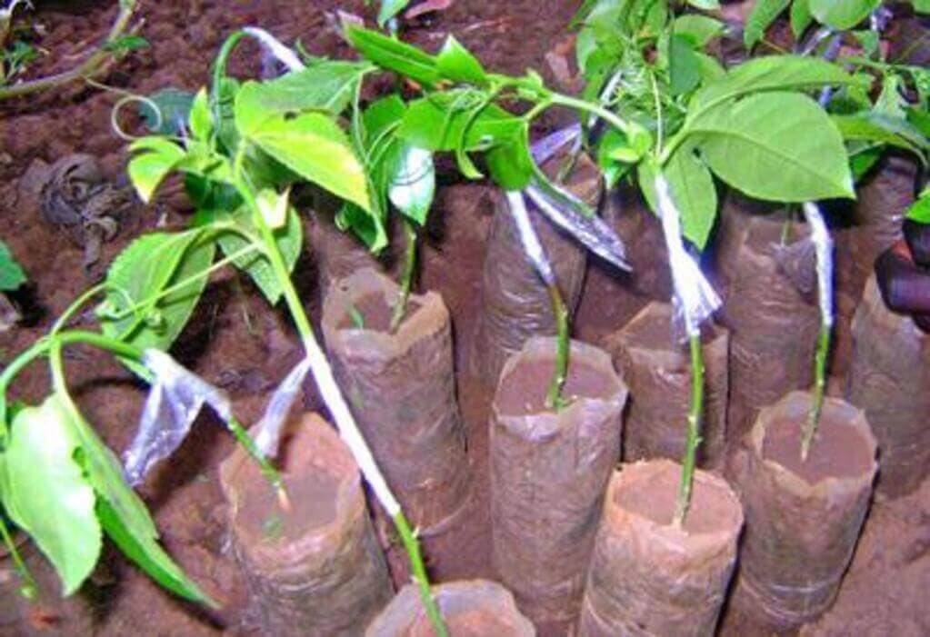 Grafting purple and yellow passion fruit controls deadly wilting disease