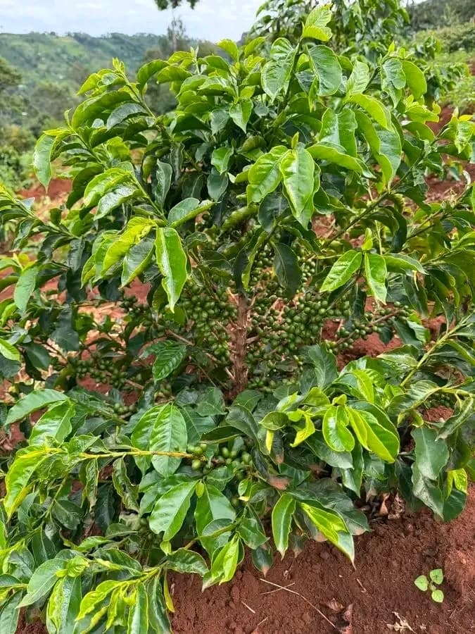 Lucrative returns attract more residents into coffee farming