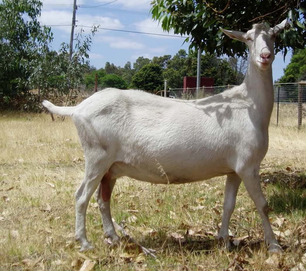 Goat milk research paper births milk supply station