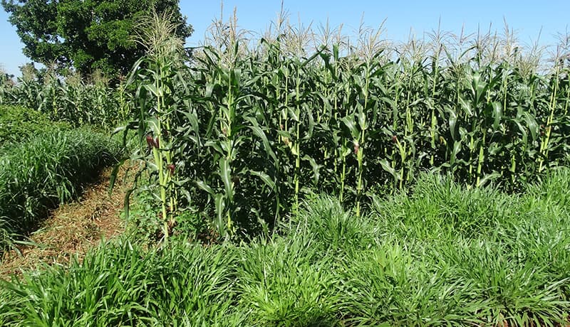 Intercropping Napier grass with maize controls destructive stem borer