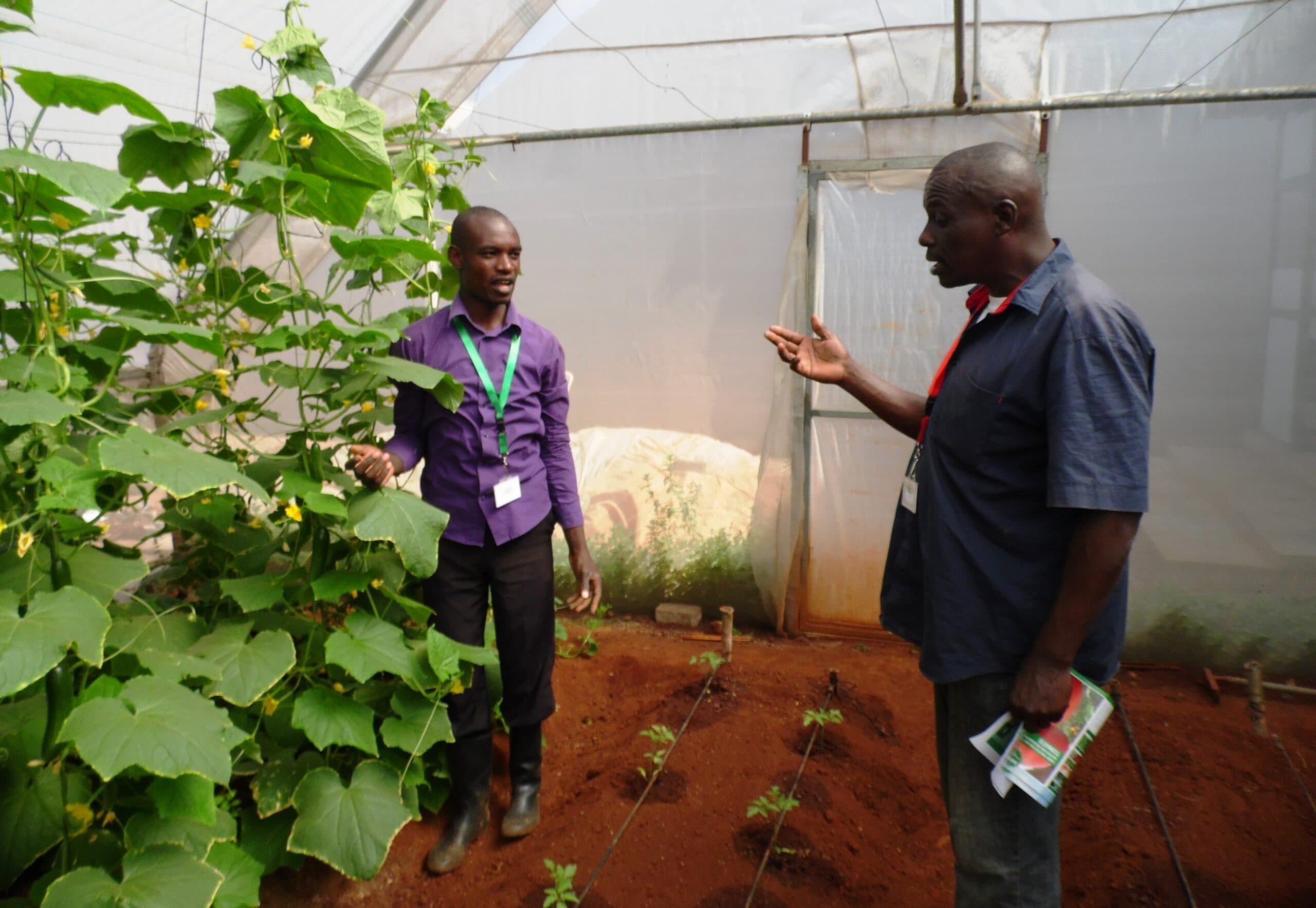 ‘Accident’ tomato growing saves farmer who lost Sh300,00 in poultry