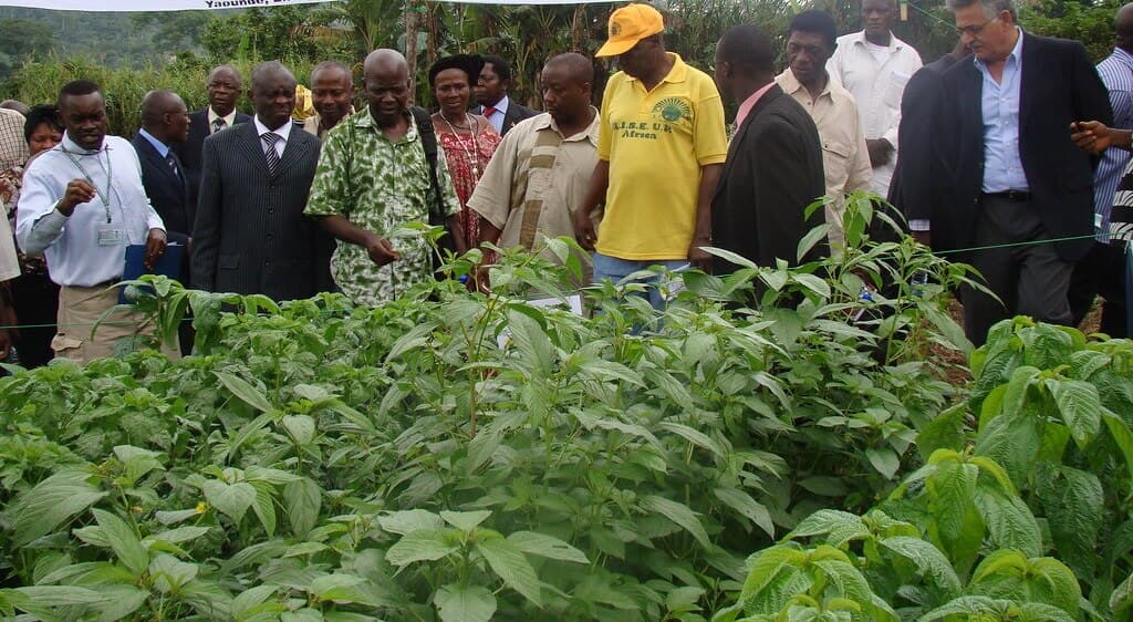 Kenyan families turn to common weed as powerful medicine