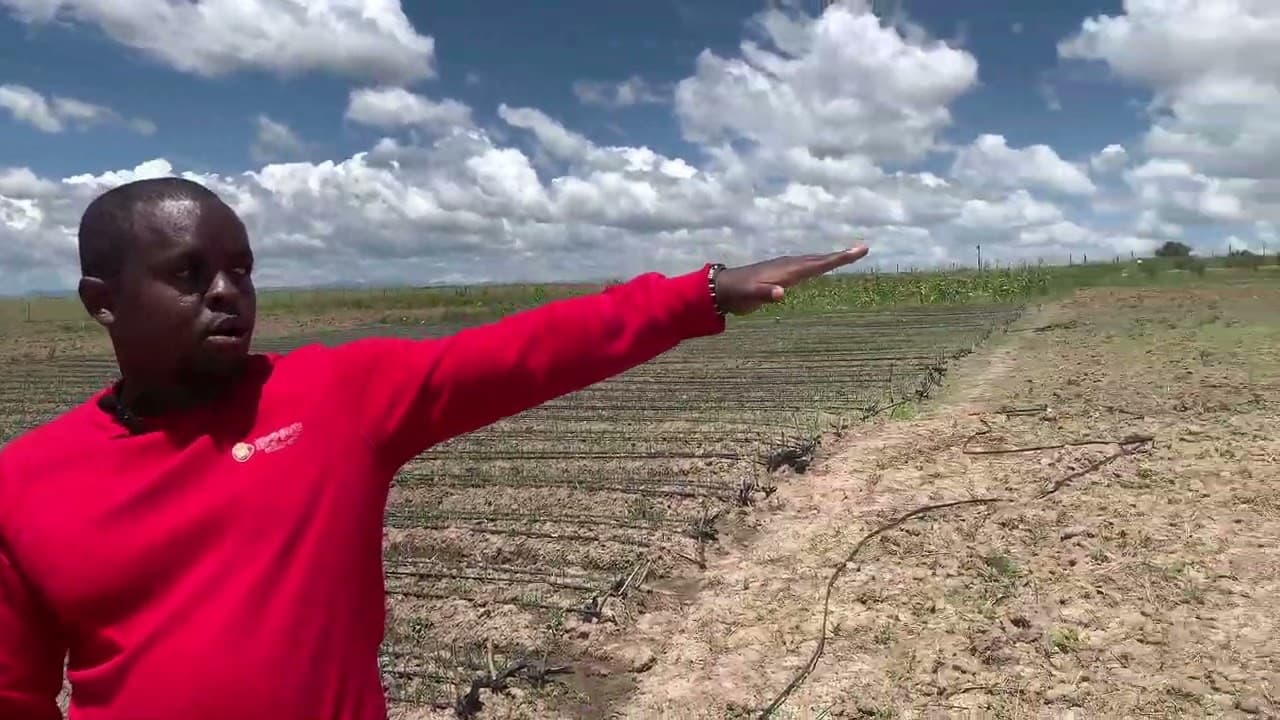 Edwin Mwangi: Gen Z farmer raking fortune from onion, cabbage farming in Nyeri