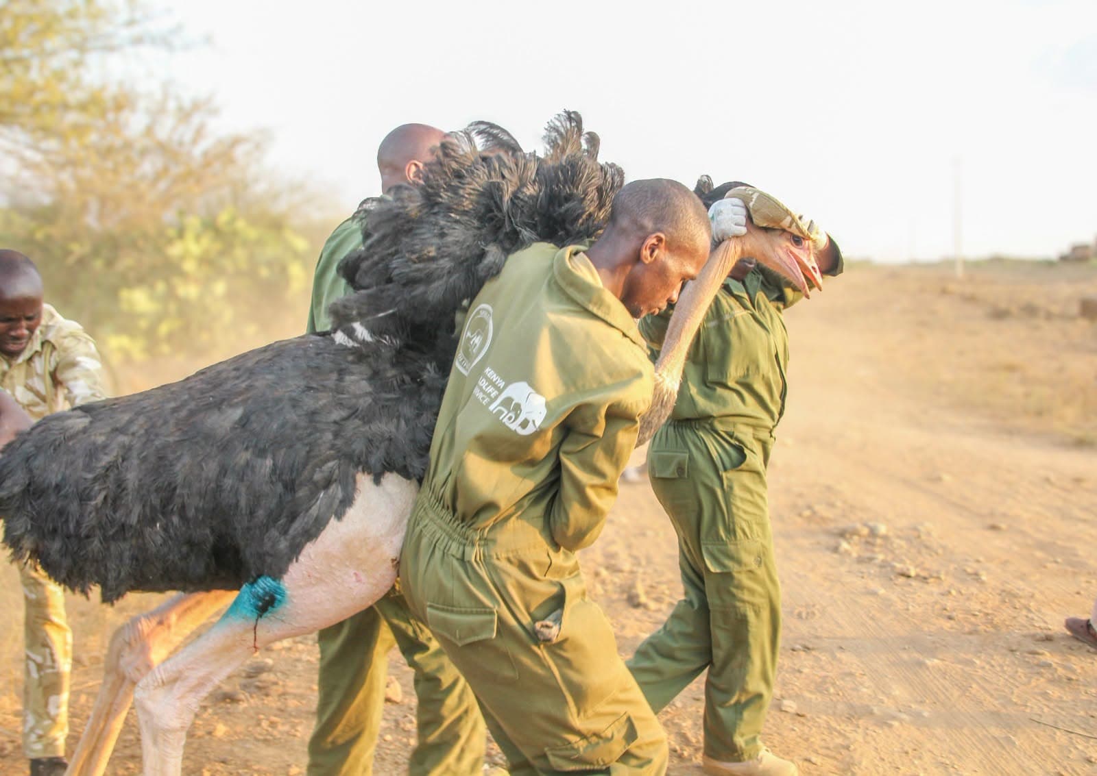 KWS rescues ostriches found with arrows embedded in their bodies