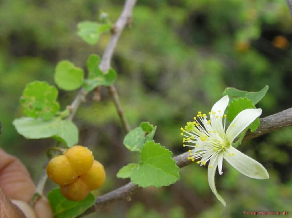 The iron-rich fruit tree that grows on rocks with less than 100mm of rain