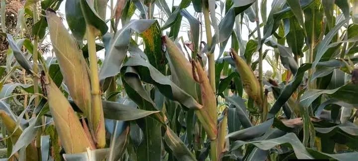 Proper post-harvest handling key to safeguarding food security