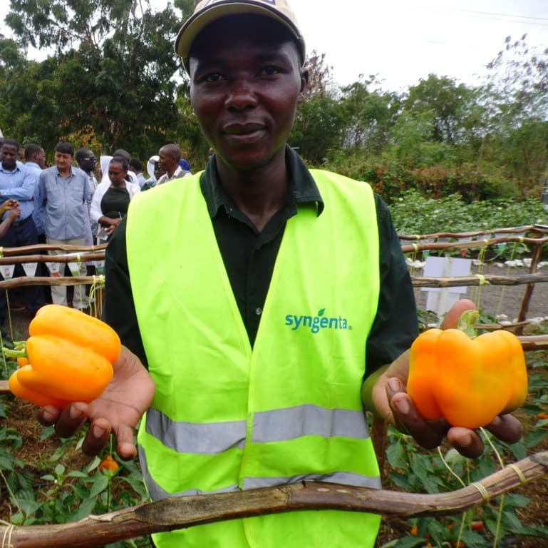 Yellow capsicum has wider market, earns twice than red type