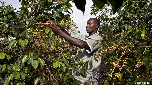 Ugandan Coffee farmers acquire new wilt resistant varieties
