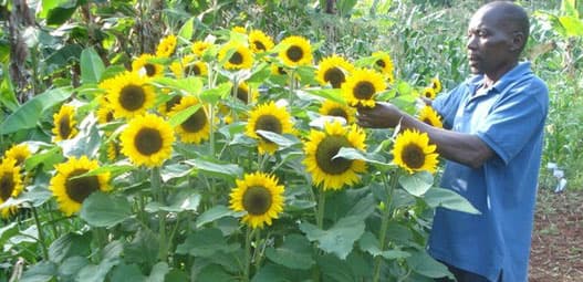 Bidco Africa looking for 25,000 farmers to grow sunflower and soya beans