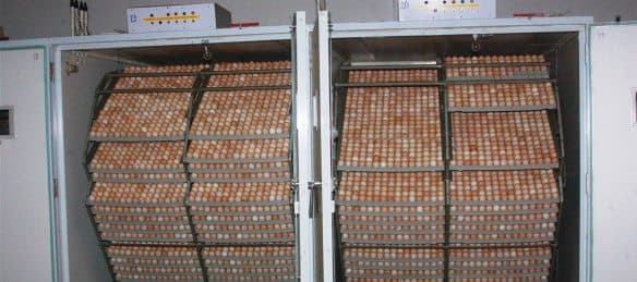 What you need to know before starting a chicken hatchery business