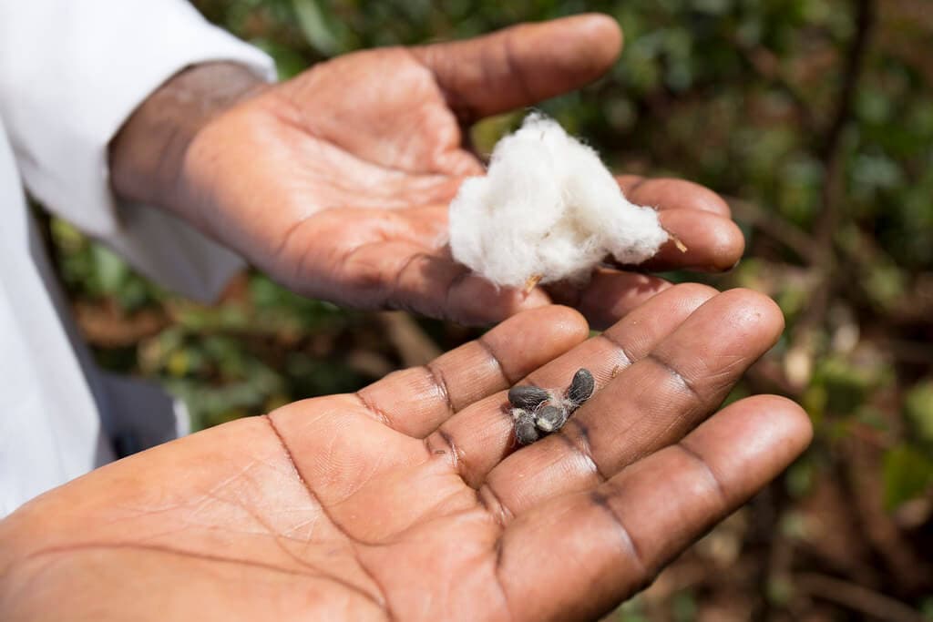 State increases cotton buying price in bid to entice farmers