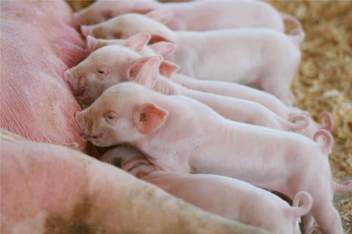 New feed technology that increases weaning weight by 2.7kg in pigs