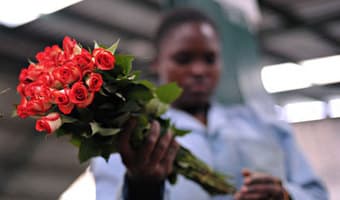 Kenya flower industry on a boom trajectory