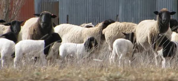 Stephen Kiprop: Farmer running largest Dorper sheep, dairy farm in Uasin Gishu