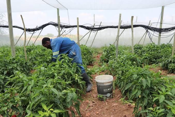 Gov’t announces rise in sugar buying price