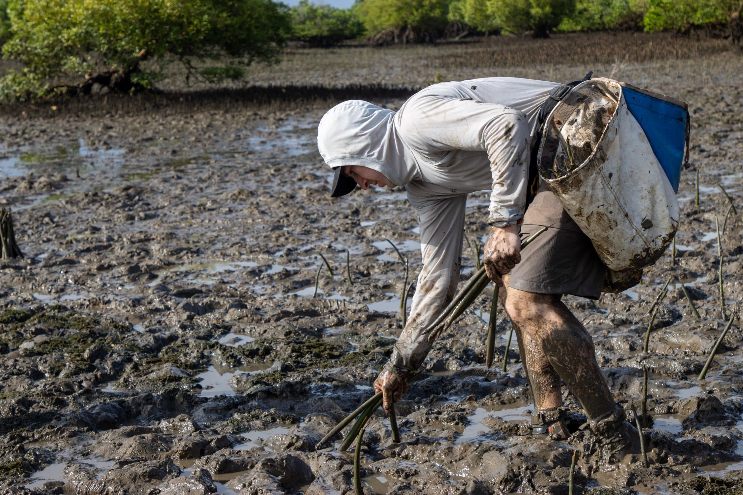 EarthLungs supports 40,000-mangrove record attempt at Tudor Creek