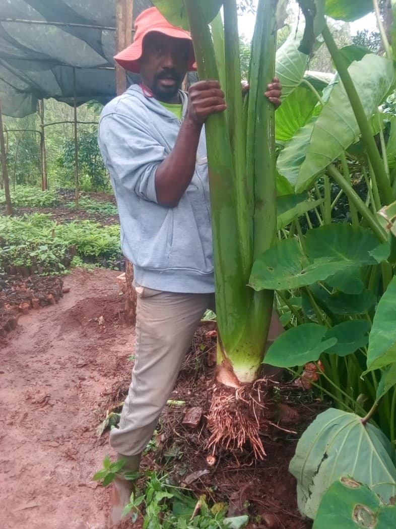 High yielding Burundian arrowroot variety tubers available in Kenya