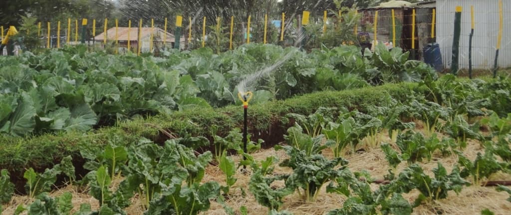 Thika family farm setting pace in mixed small-scale farming
