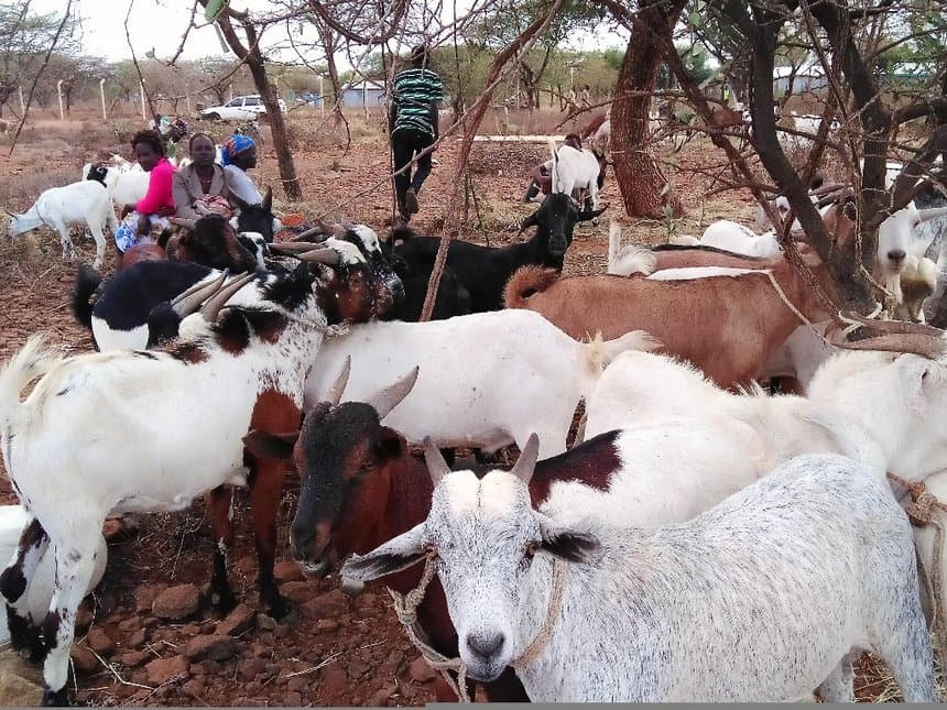 Taita Taveta County launches cow, sheep and goats auction to boost farmers’ income