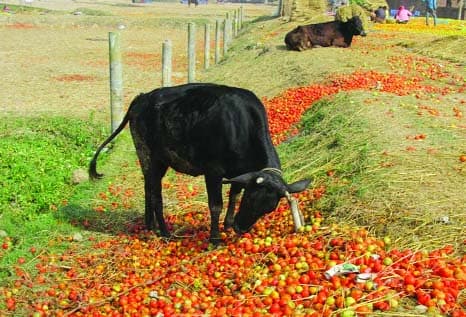 Organization helps farmers in value addition and market connection reducing post-harvest losses